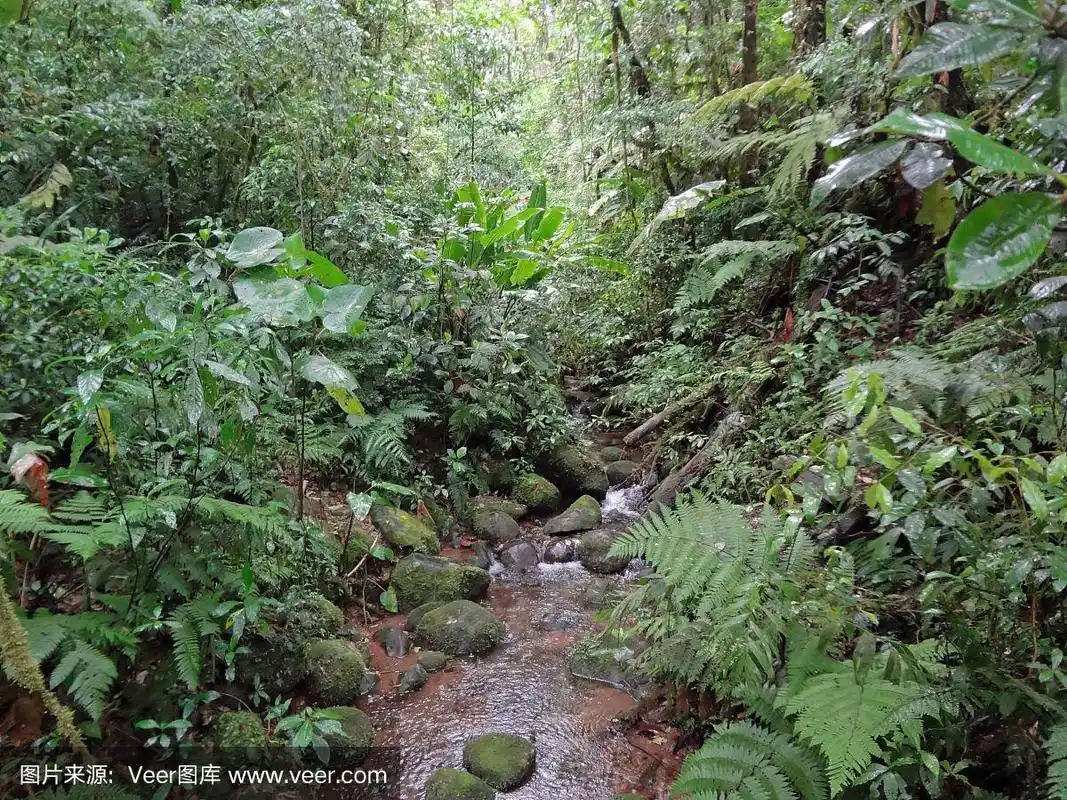 哥斯达黎加雨林