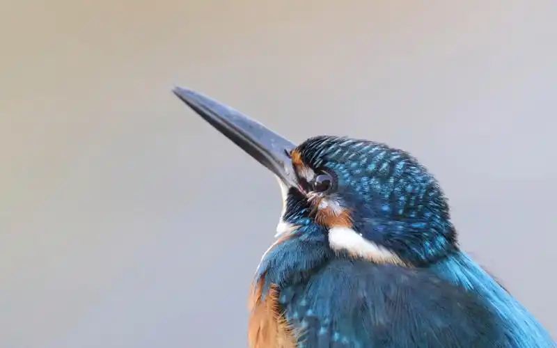 捕鱼达人鸟 极彩色的羽毛