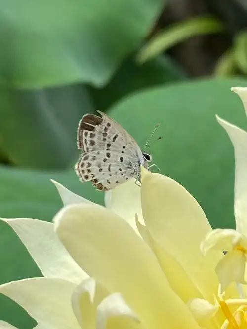 植物超话第二天的秣陵秋色,变得奔放一只小蝴蝶嬉戏花瓣中,它在干嘛?