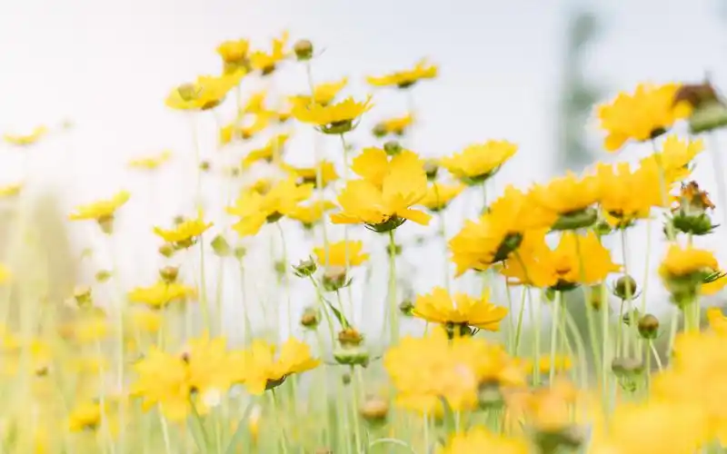 小清新静物摄影高清电脑桌面壁纸-风格壁纸-壁纸下载-美桌网
