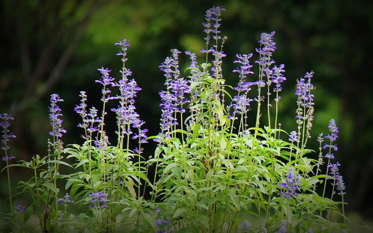 蓝花鼠尾草植物电脑桌面壁纸高清大图预览1920x1080_植物壁纸下载_美