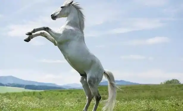 养了几十年的马,在母亲下葬那天居然把棺材撞翻了!