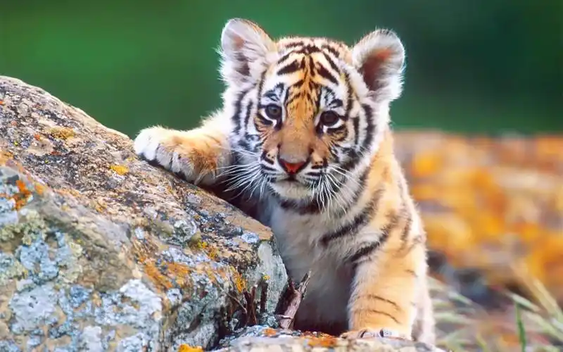 呆萌可爱的小老虎,可爱的同时又不失霸气,他们天生就注定要成为一个