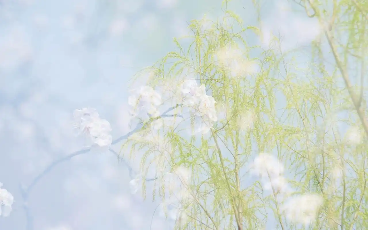 唯美清新花卉微距摄影图片电脑壁纸