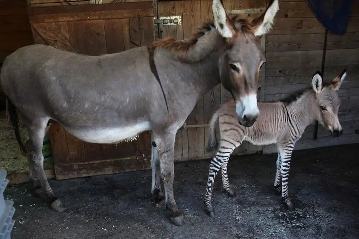 依波是一只斑马和驴的杂交结晶,出生于意大利佛罗伦萨的一个动物保护
