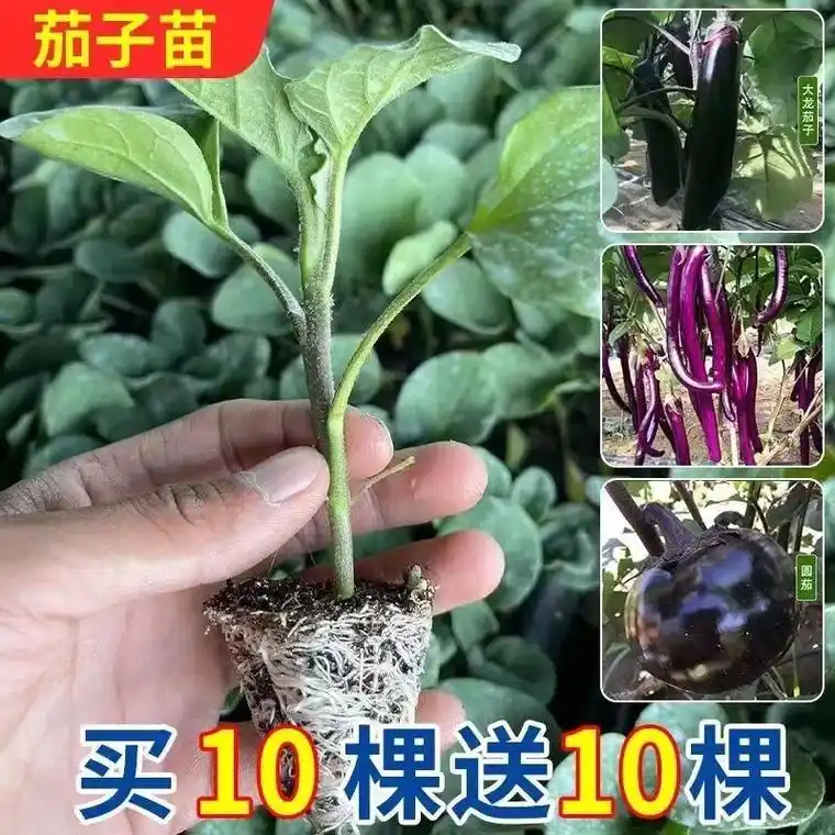 茄子秧苗带土发货品种齐全#阳台小院均可种植 #全国发货欢迎合 - 抖音