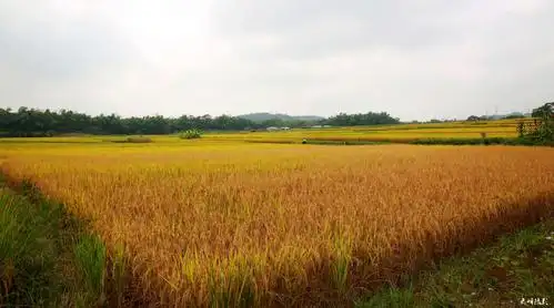 石埠稻田美景如画,丰收喜人