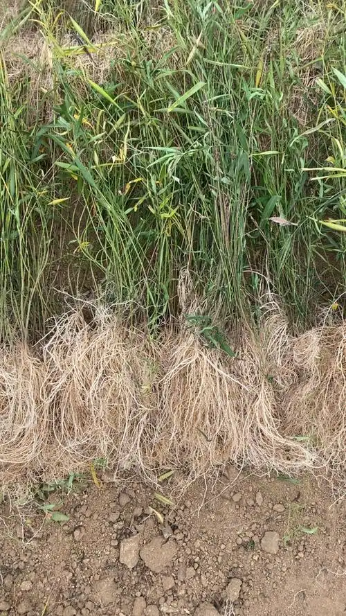 徐长卿全草,山东省泰安市新泰市汶南镇产地.