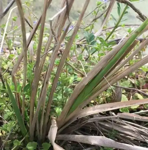 其它 正文 别看这小河不起眼 旁边的茅草可是很稀罕 传说中的" 毛尖儿