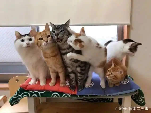 日本网友晒自己家的猫咪合照,因为画风太可爱,走红了朋友圈
