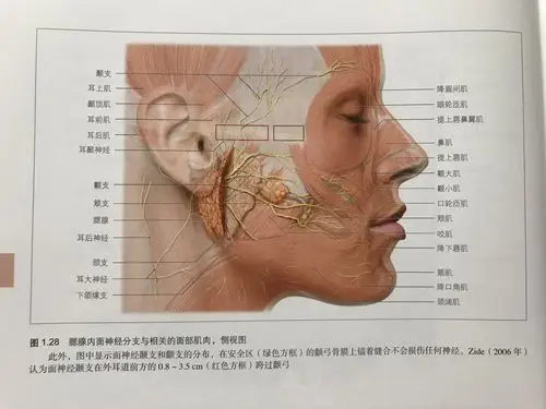 关于"面神经微创切除术"的由来 (原创)_梅杰