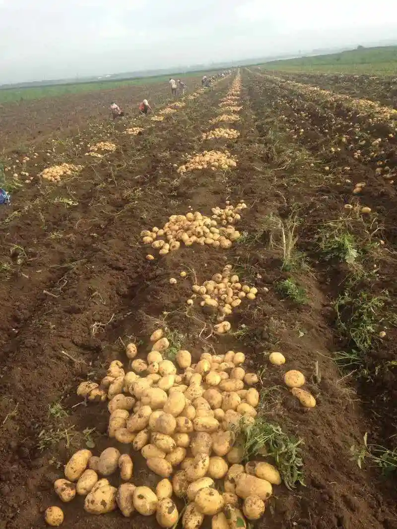 土豆种植选哪家?宁安土豆专业种植,就选勤利马铃薯农民专业合作社