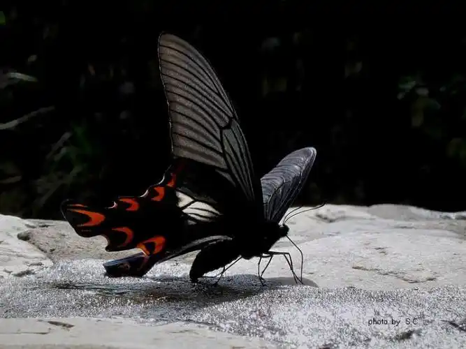 台湾宽尾凤蝶图片台湾宽尾凤蝶高清蝴蝶图片