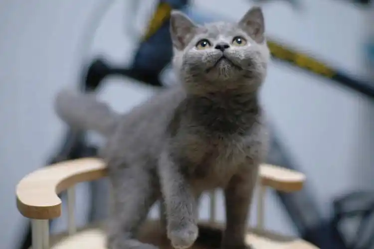 已售英短蓝猫小猫咪南宁找新家了