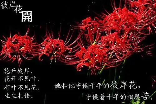 地狱中唯一盛开的花朵,彼岸花到底有何特别之处?