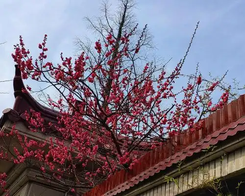 一树红梅出墙来 - 美篇