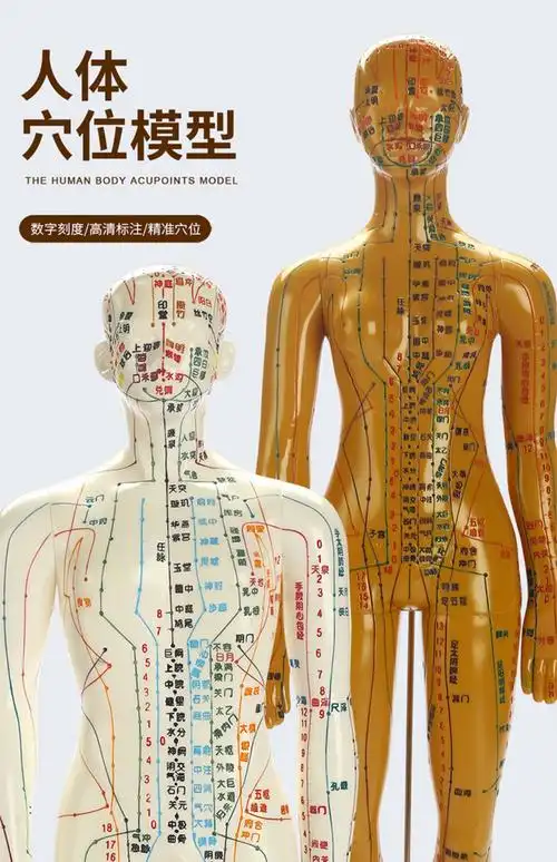 中医针灸穴位人体模型人偶医学全身十二经络图扎针练习小皮人模特 50c