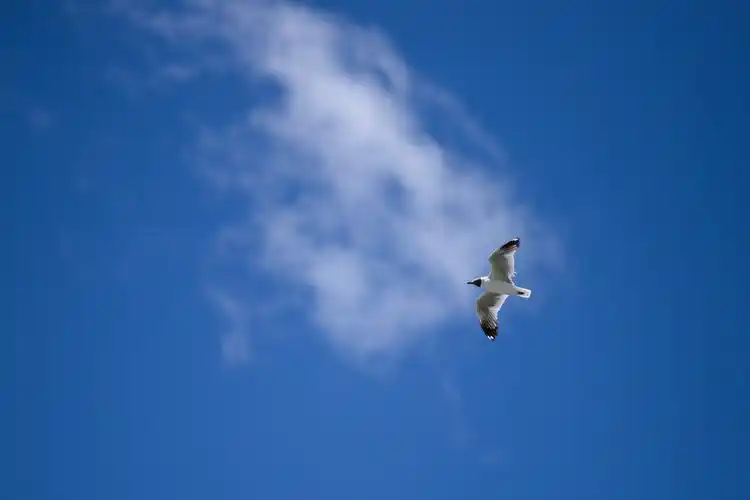 海鸥永远属于蓝天