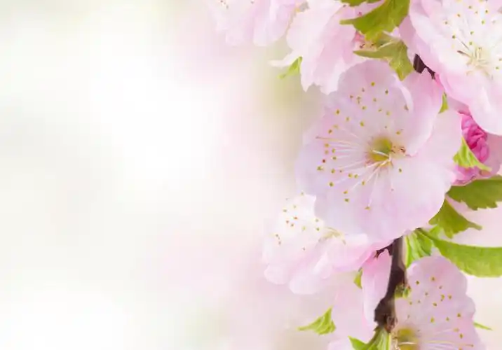 天空背景上粉红色的美丽樱花传统二十四节气24节气春分