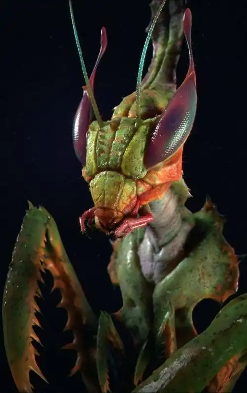 近距离的螳螂  #绘画参考##动物