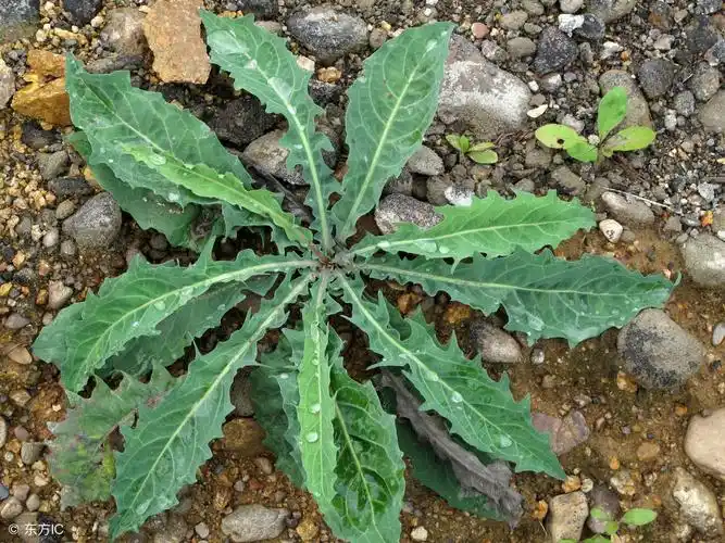 苦菜茶的功效与作用(清热解毒) - 行就行