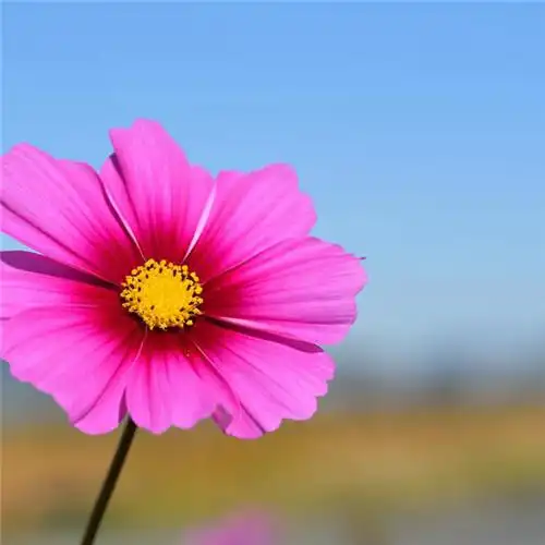 唯美格桑花头像图片 幸福生活和好运的美好愿望和感情_植物头像_头像