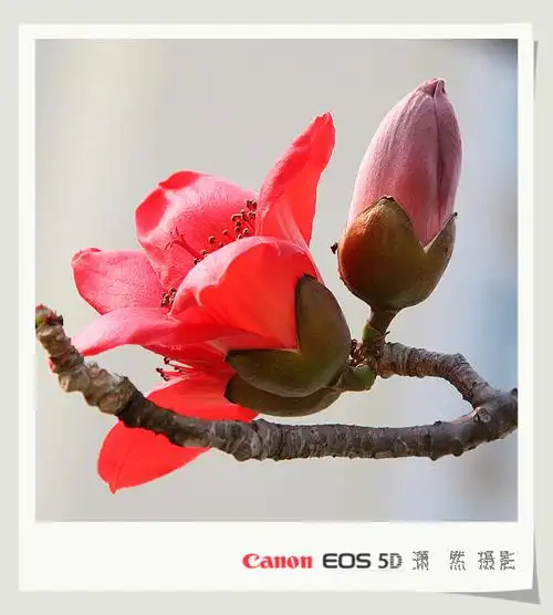 【原创】《木棉花开红艳艳>>