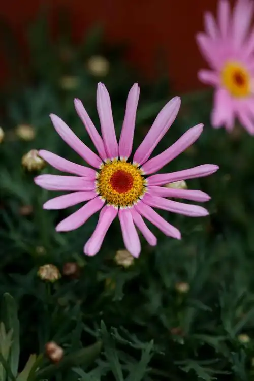 我的花园集之四十八——粉色玛格丽特