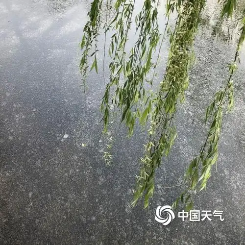 津城谷雨至满天柳絮飘