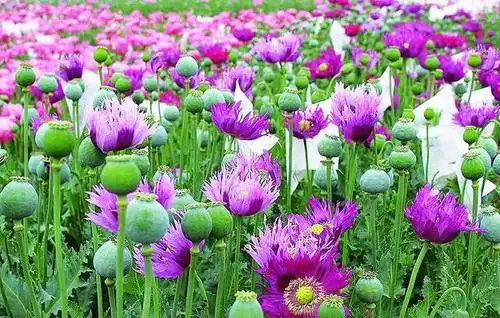 盛开的罂粟花如此美丽,却是制作鸦片烟的原料