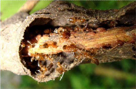 17年前广东首次发现如今蔓延到12省红火蚁入侵为何如此凶猛