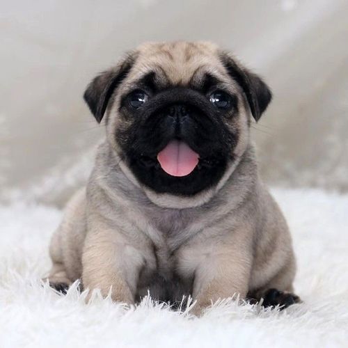 纯种巴哥幼犬活体小型短毛憨厚八哥犬可爱哈巴狗宠物狗狗