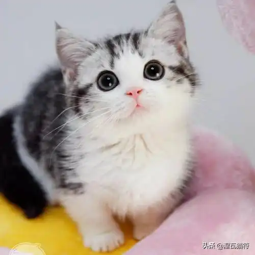 美短银渐层多少钱一只(美国短毛猫丨银虎斑加白) - 价格百科