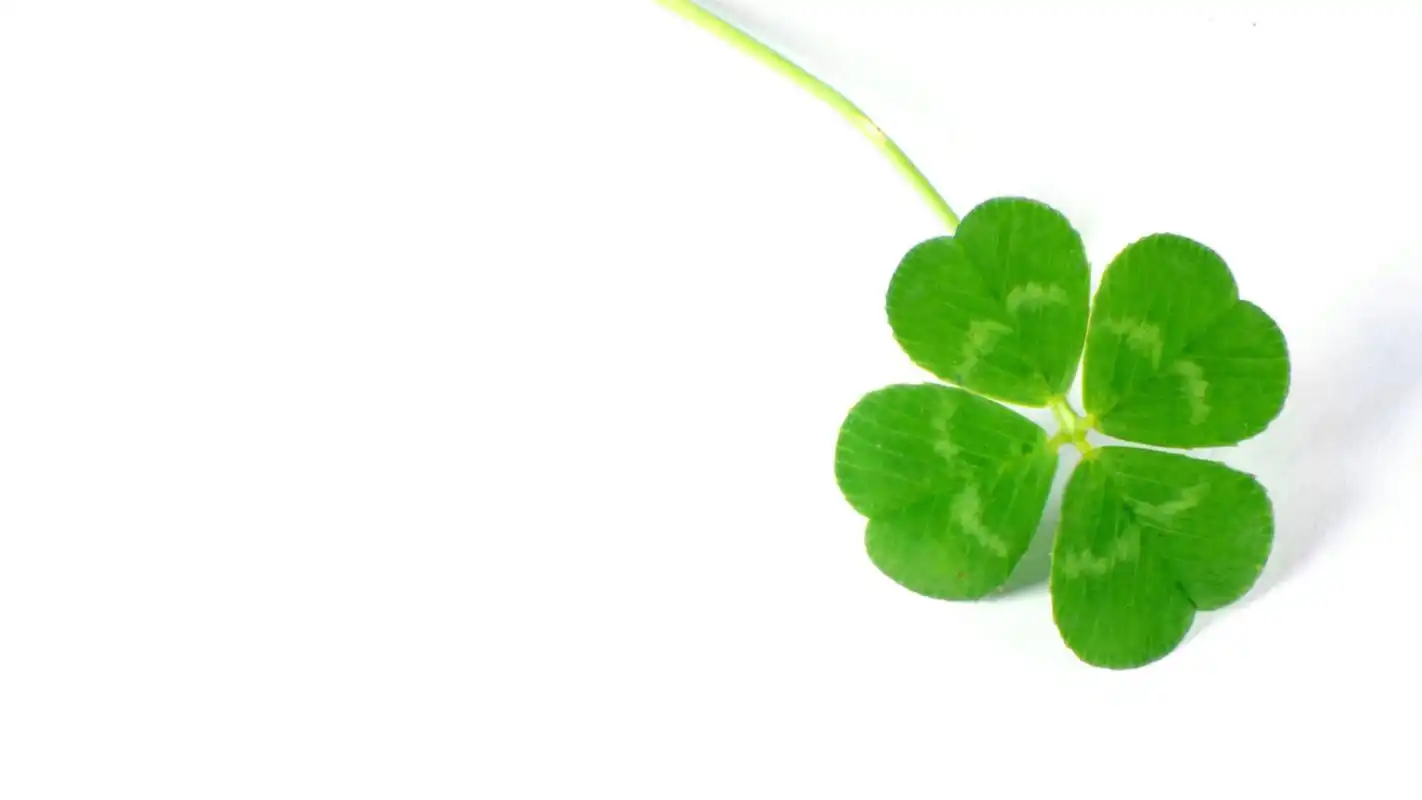 小清新绿色植物四叶草护眼桌面壁纸图片下载