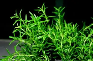 原产地中海沿岸,英文名字是由两个拉丁文演变而来,意指"海之朝露"