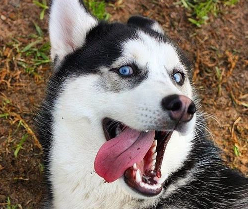 二哈一脸舒适的表情形成了迷之微笑可以做表情包,让主人笑到无法自拔