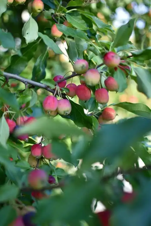 海棠树(学名:malus spectabilis)是一种美丽的观赏植