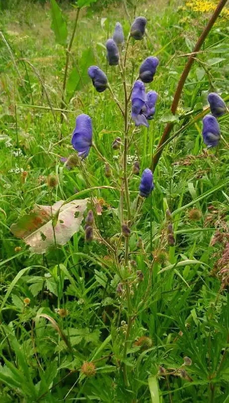 p>白毛乌头(学名:aconitum villosum rchb.