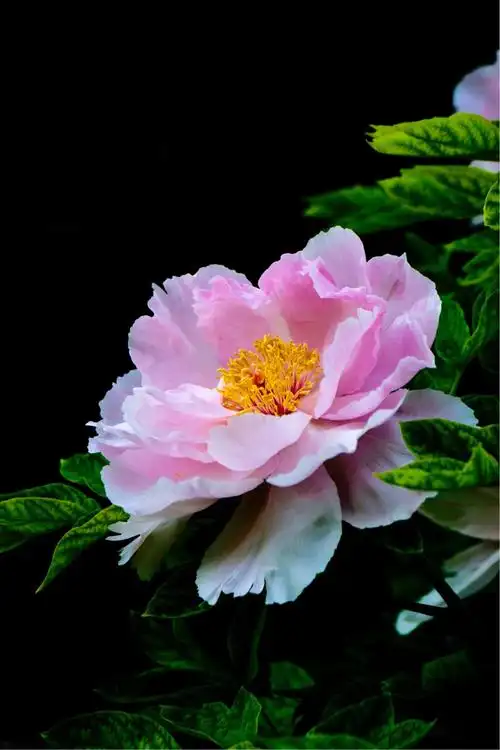 2018,牡丹图拍摄:徐龙成!