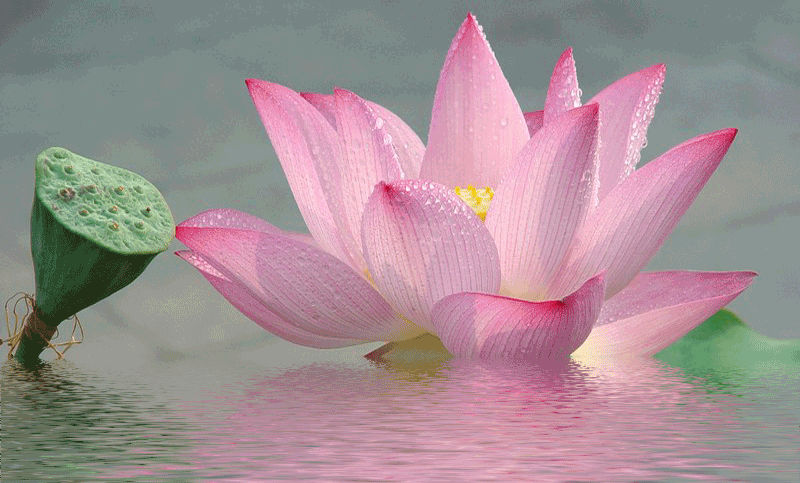 2018金山荷花节花卉展览类flower据了解,我市暑期旅游活动共分花卉