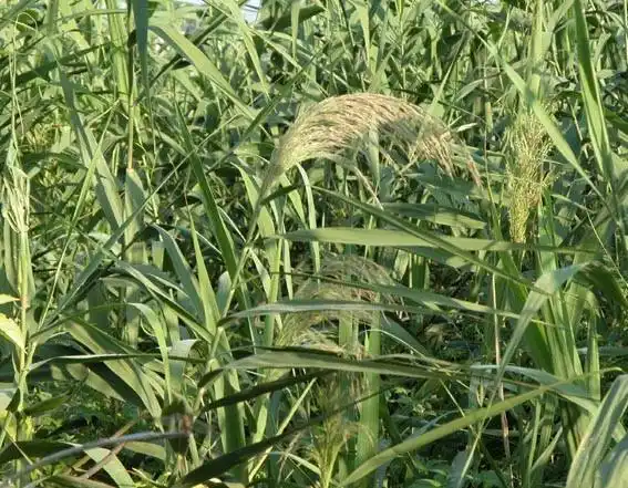 每天学一味中药芦根