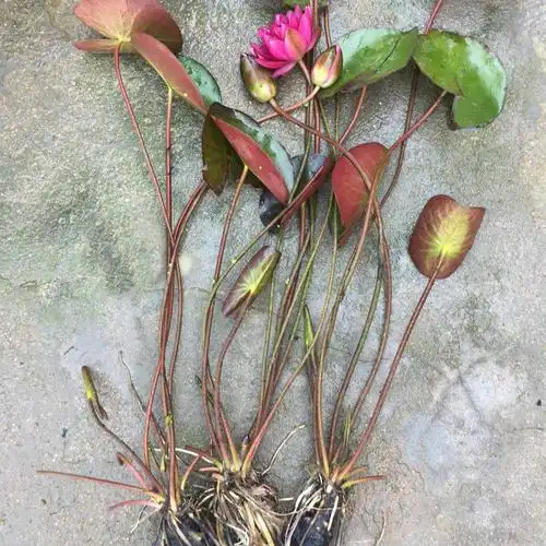 首页 痛风淘宝      大型观赏荷花种藕根 莲藕种苗 盆栽睡莲种根茎