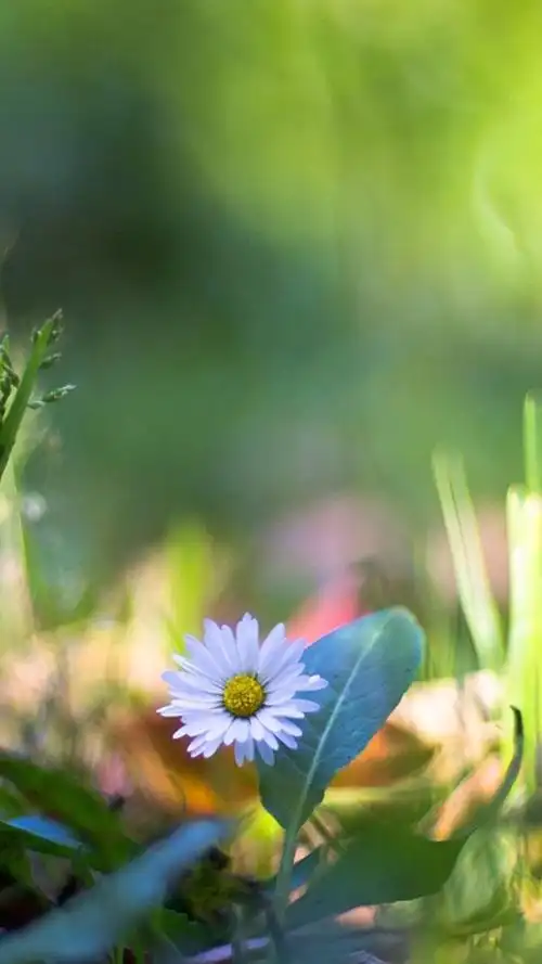 唯美意境清新花草