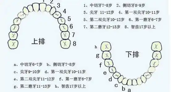 牙齿科普 第一双尖牙.jpg