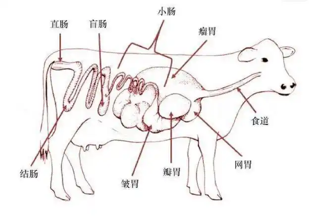 开启牛年新篇,一起来看看夏盛酶为"牛宝宝"们做了哪些事?