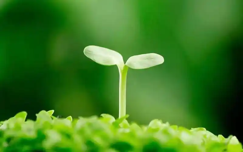 最后给大家几张缓解视疲劳的图片,累时咱们可以眺望远方或看绿色的