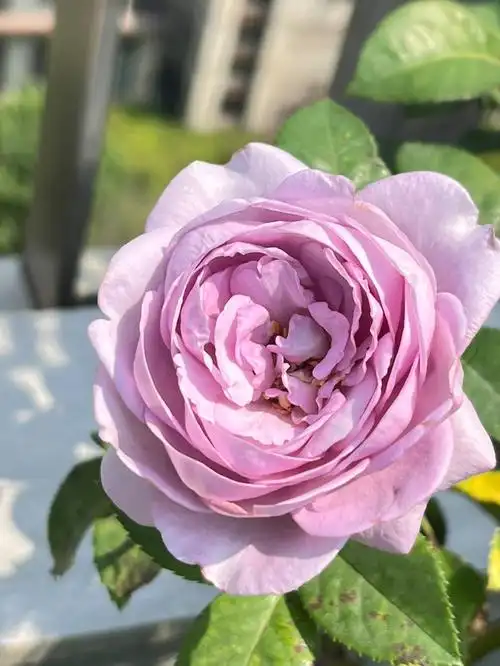 广州种花  #我的月季花  #蓝色风暴