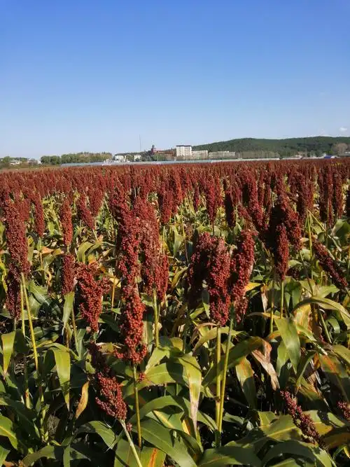 拍丰收景象,尽享生态美景