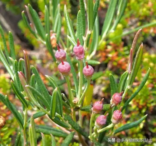 家养必备小灌木(给阳台带来满满的惊喜) - 农业 - 爱宁信息网
