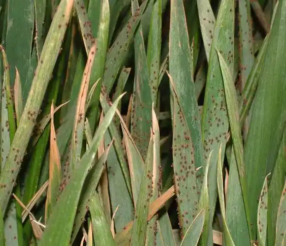 小麦红蜘蛛识别与防治方法